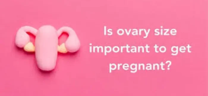 Is Ovary Size Important to Get Pregnant?