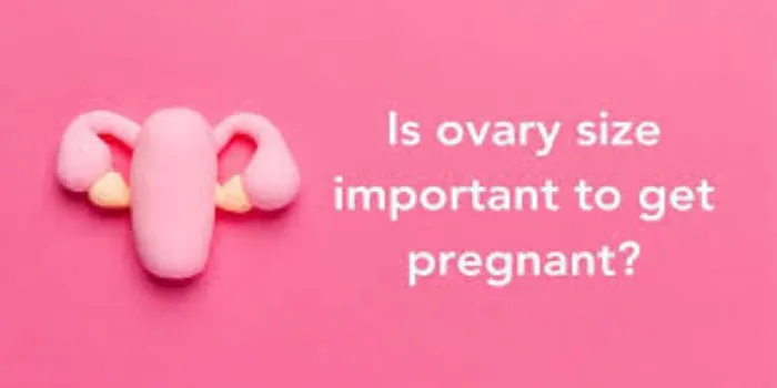 Is Ovary Size Important to Get Pregnant?