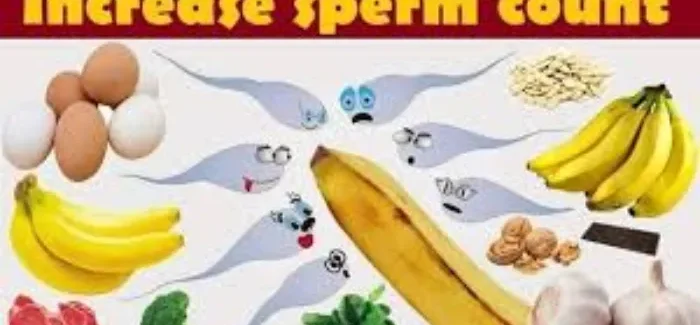 Best food to increase sperm count and Motility to Boost Male Fertility